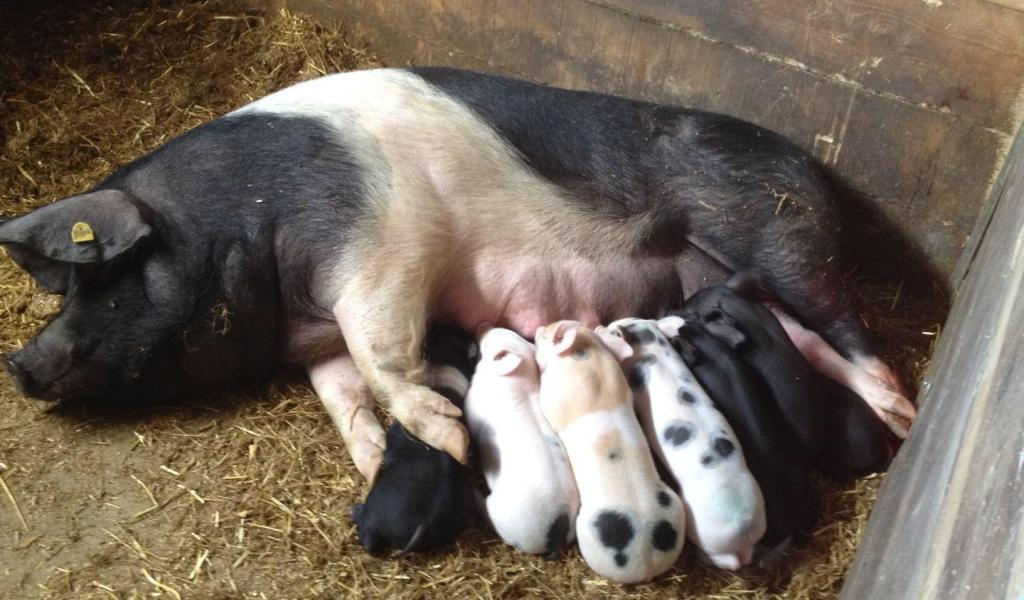Scrofa con i suoi cuccioli