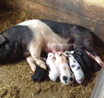 Scrofa con i suoi cuccioli