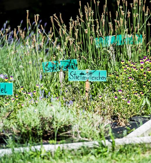 Un orto di erbe aromatiche con cartelli etichettati davanti a diverse piante