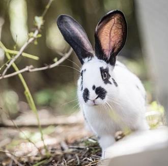 Ein Hase im Wald