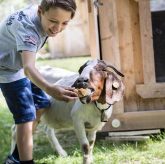 A boy is feeding a goat