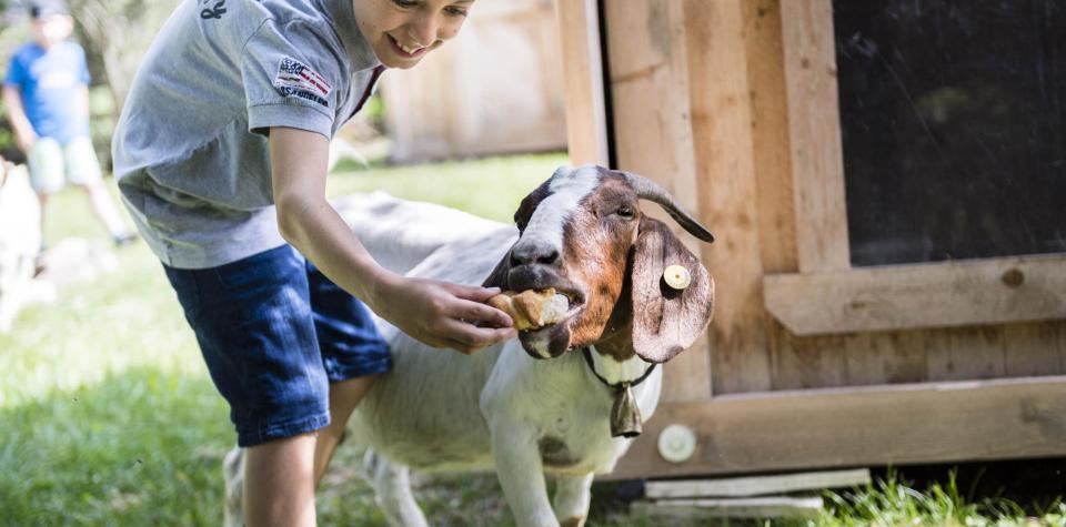 Un ragazzo dà da mangiare a una capra