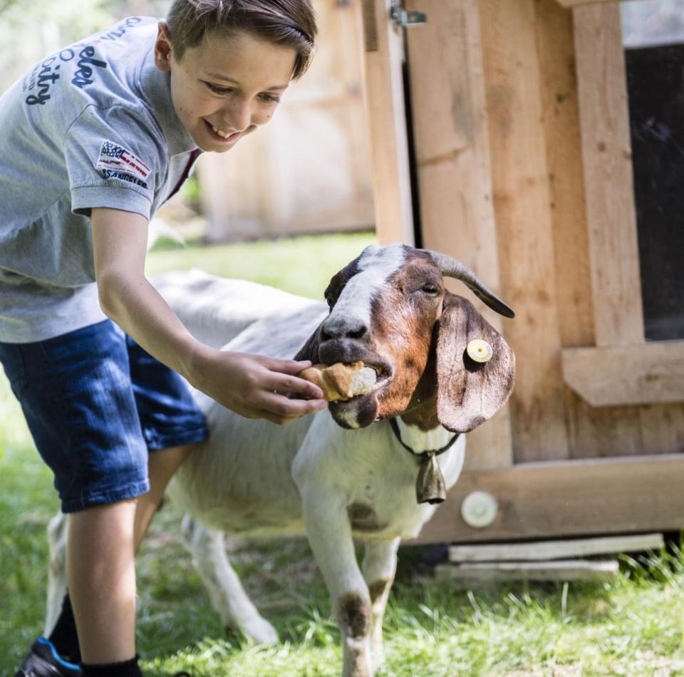 A boy is feeding a goat