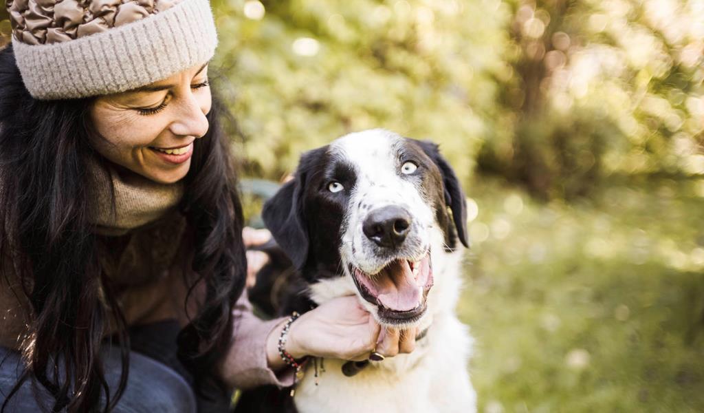 Eine Frau spielt mit ihrem Hund auf einer sonnigen Wiese zwischen den Bäumen