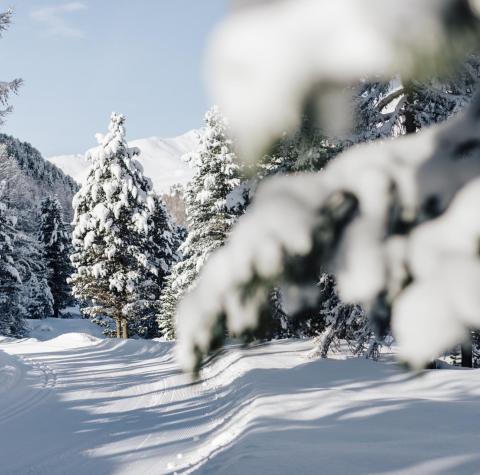 A snowy cross-country ski trail