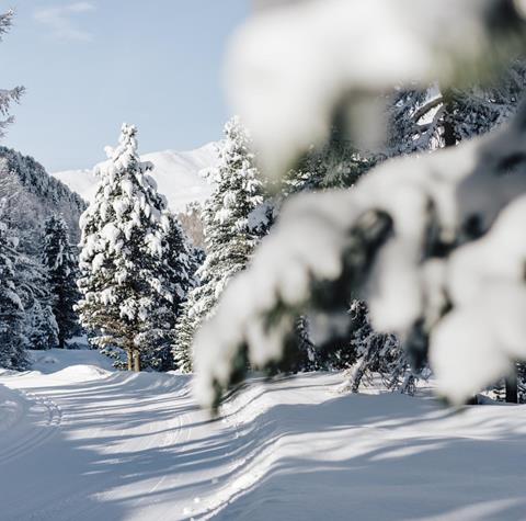Eine verschneite Langlaufloipe