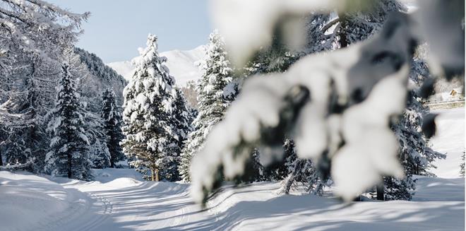 Eine verschneite Langlaufloipe