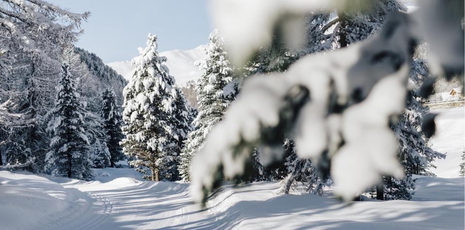 A snowy cross-country ski trail