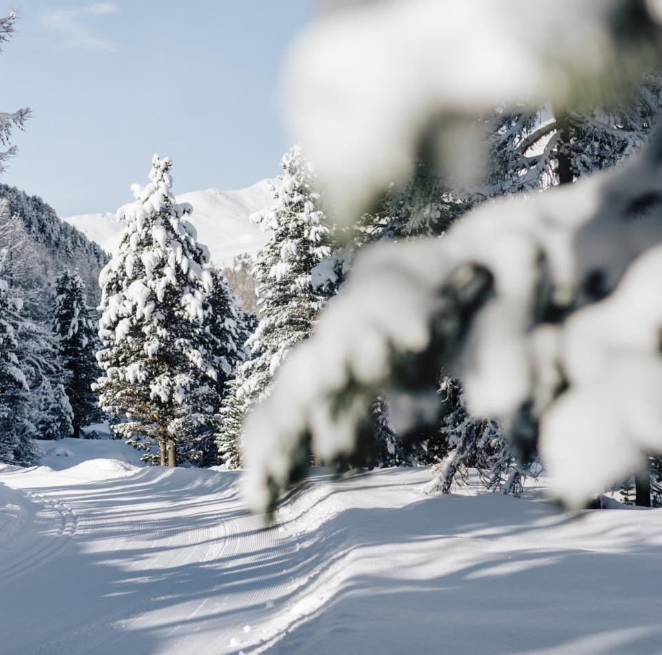 A snowy cross-country ski trail