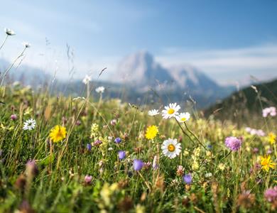 Flower meadow