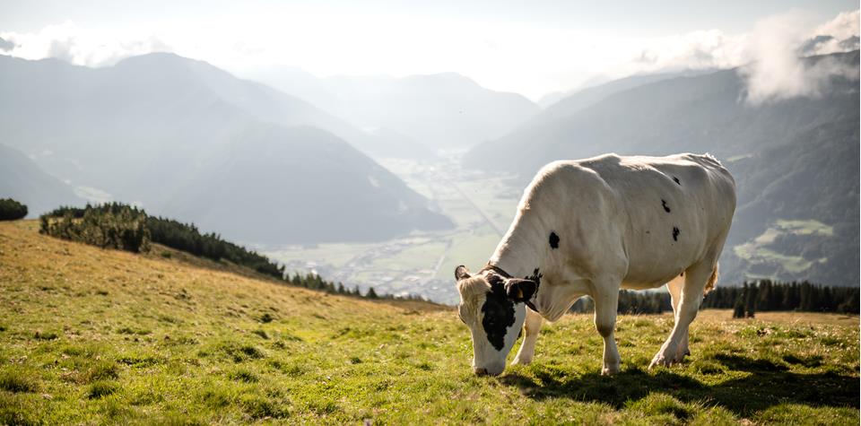 Eine Kuh frisst Gras auf der Alm