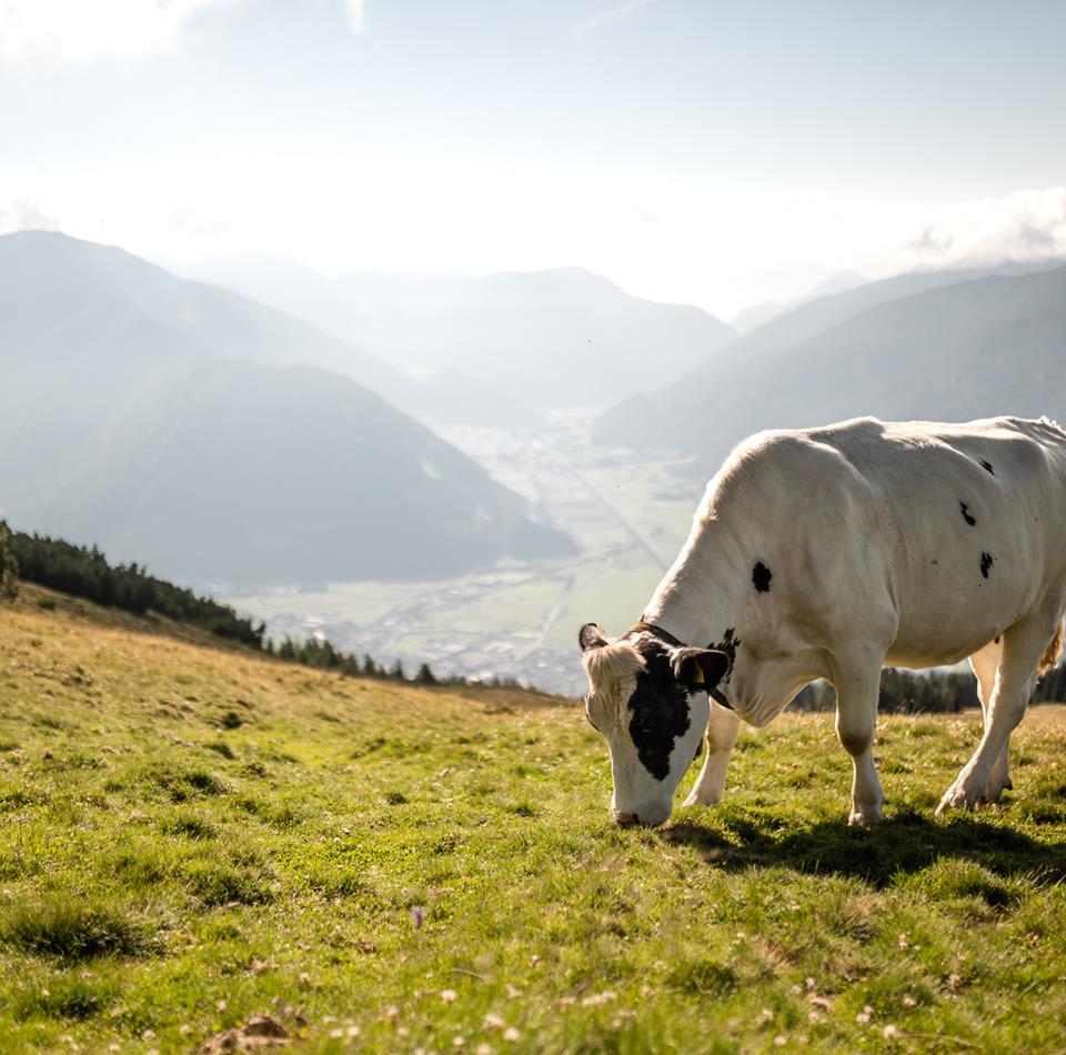 Eine Kuh frisst Gras auf der Alm