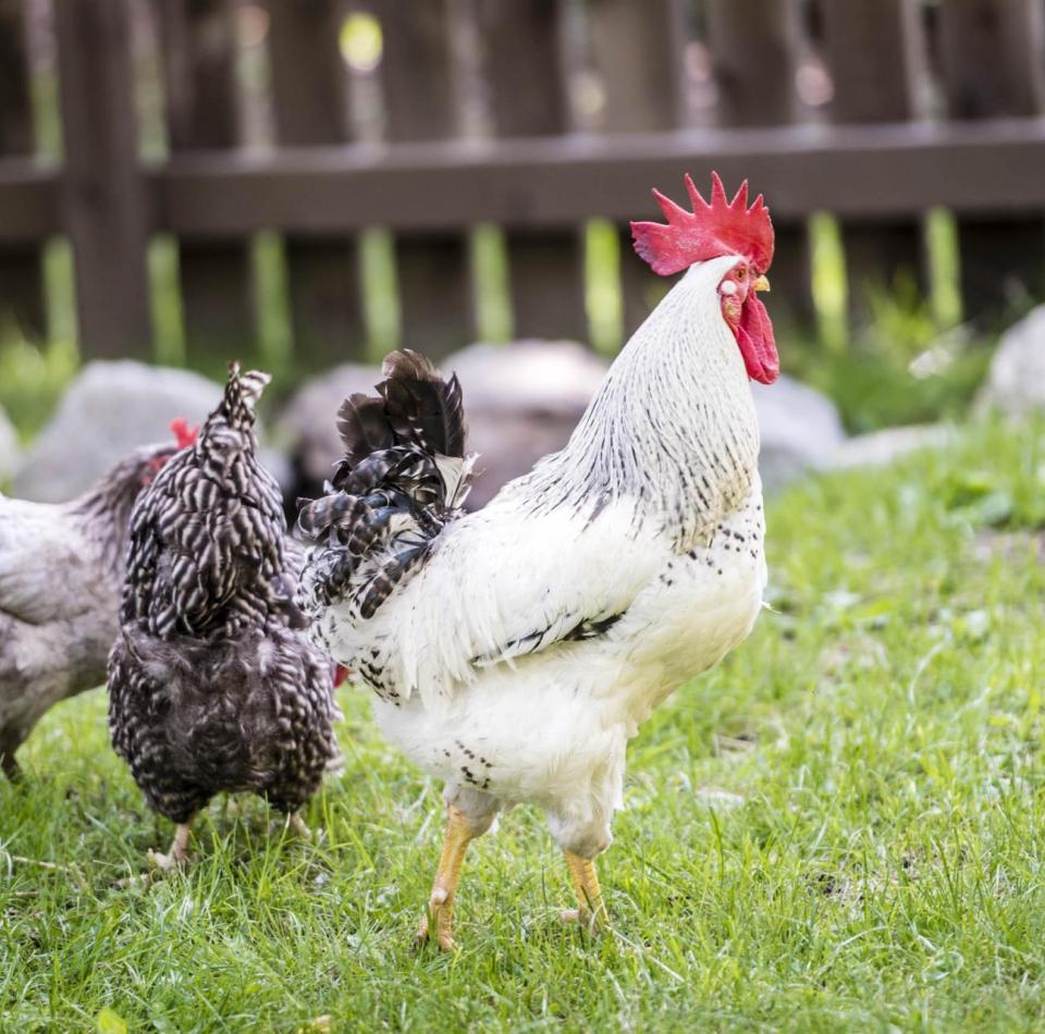 Chickens