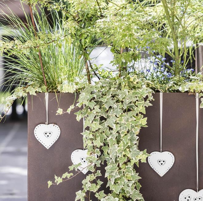Plant pots with green plants and white hanging hearts
