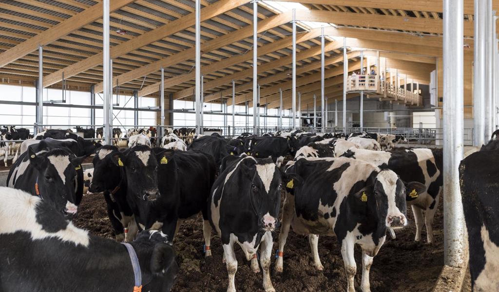 cows in the barn