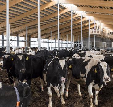 cows in the barn