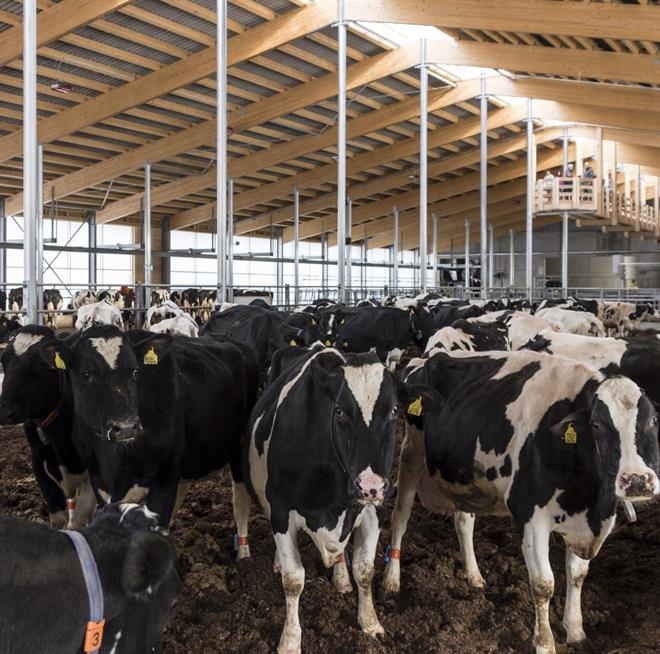 cows in the barn