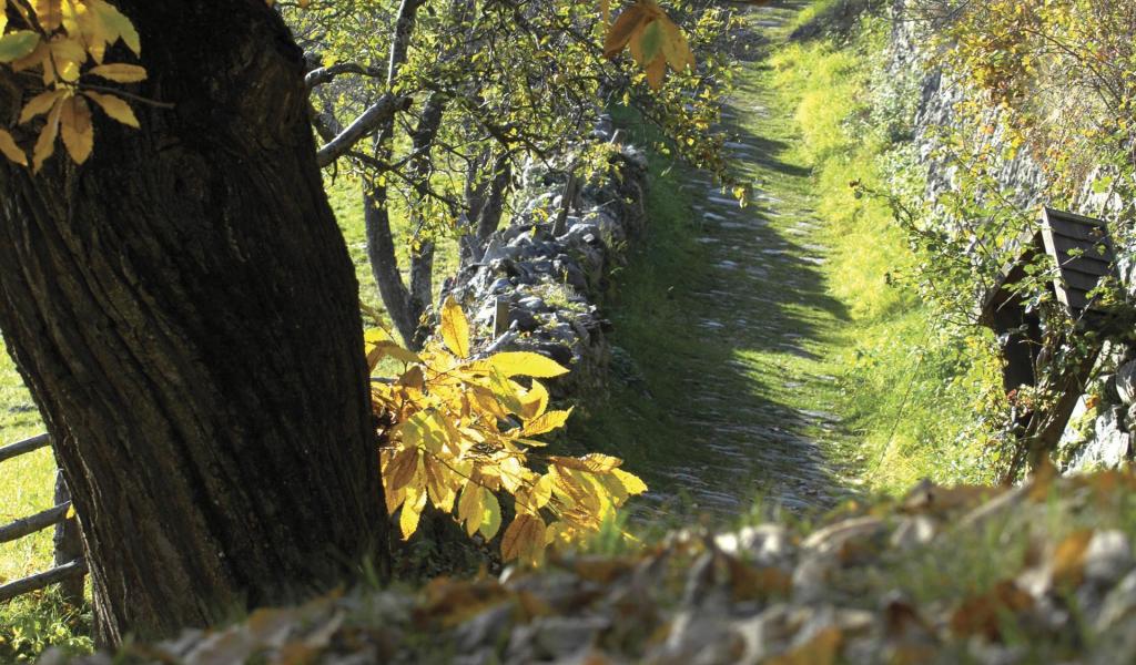 sentiero delle castagne