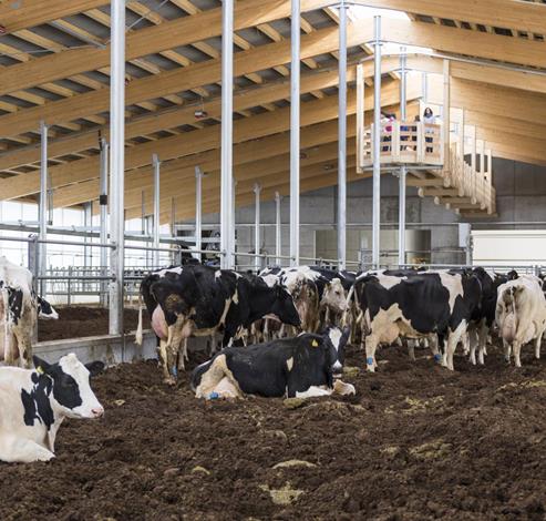 cows in the barn