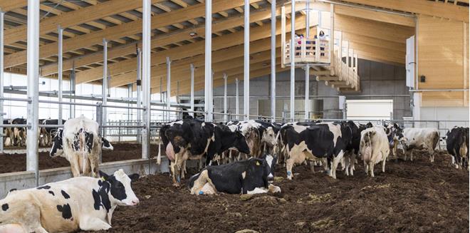cows in the barn