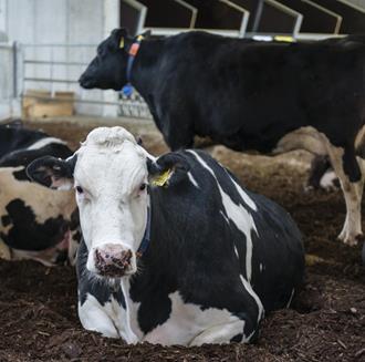 cows in the barn