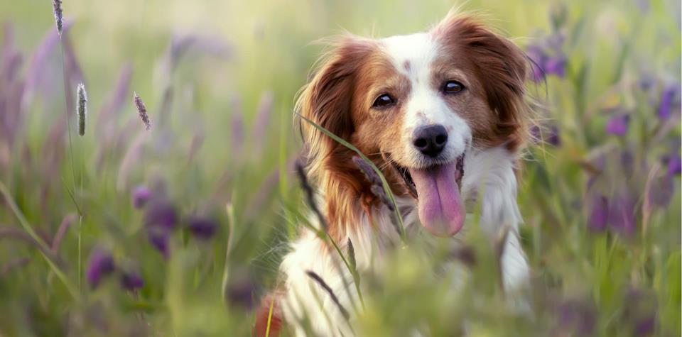 Un cane è sdraiato in un prato