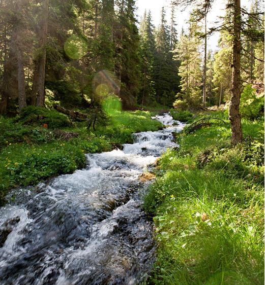 A stream surrounded by greenery and trees