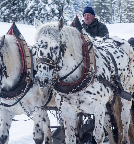 A horse-drawn carriage with two horses