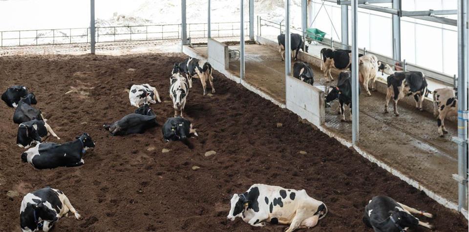 Cows in the barn