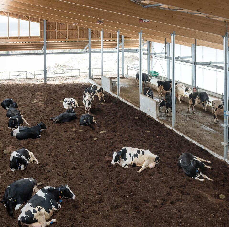 Cows in the barn