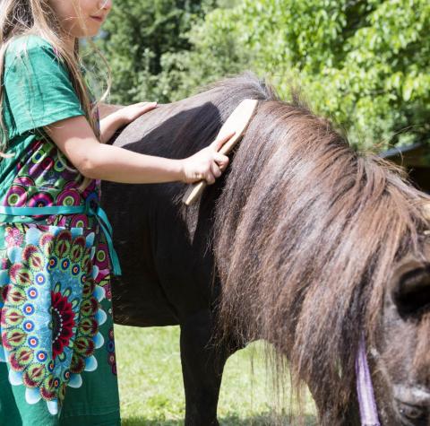 A girl is grooming a horse