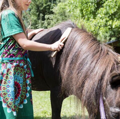 Ein Mädchen striegelt ein Pferd