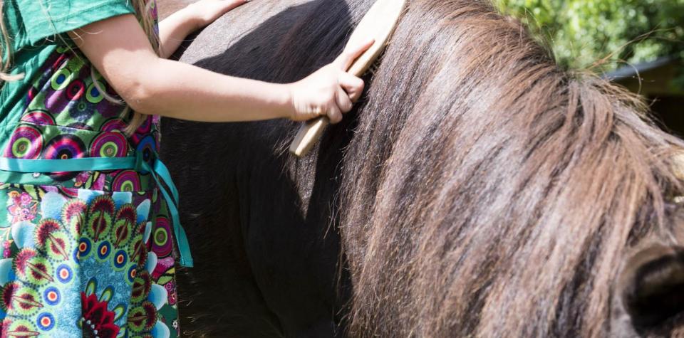 Ein Mädchen striegelt ein Pferd