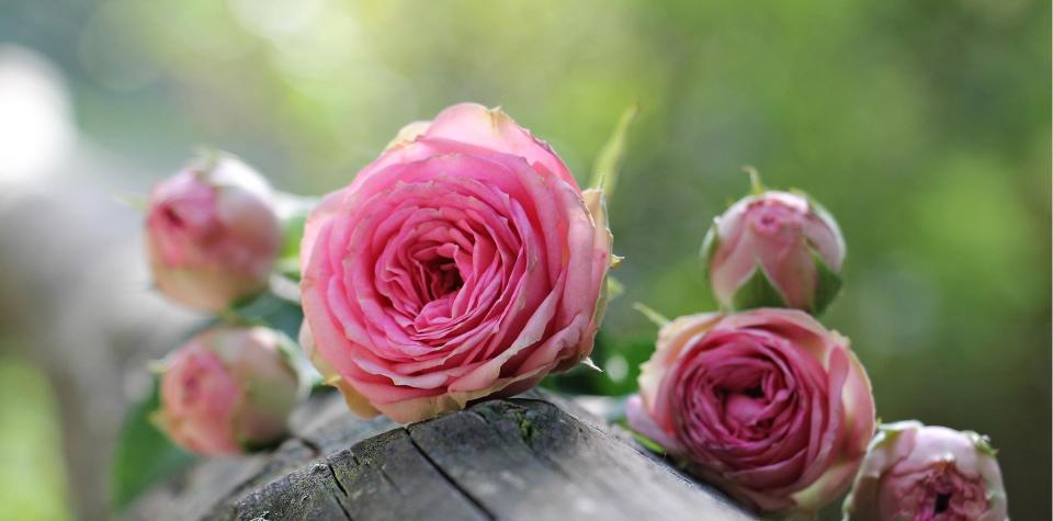 rose-1687884