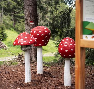 Drei Holzfliegenpilze in einem Wald