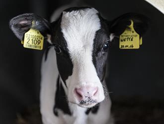 a cow