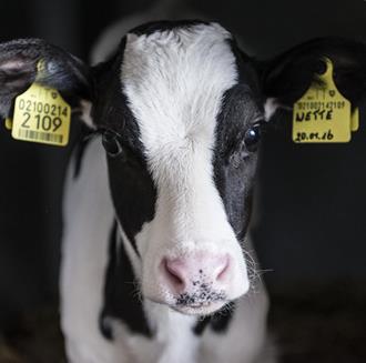 a cow