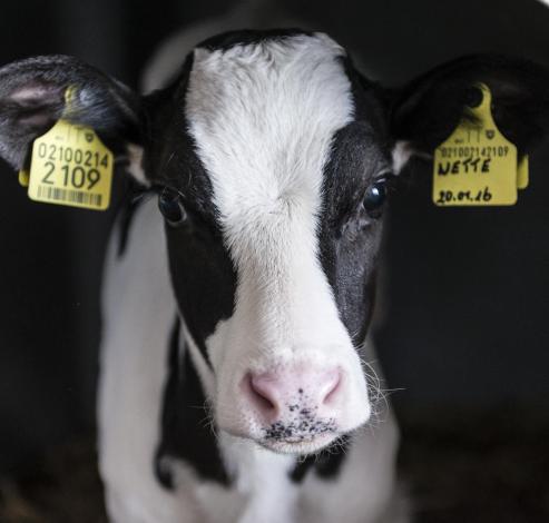 a cow