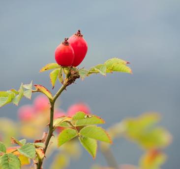 rose-hip-952326-1920