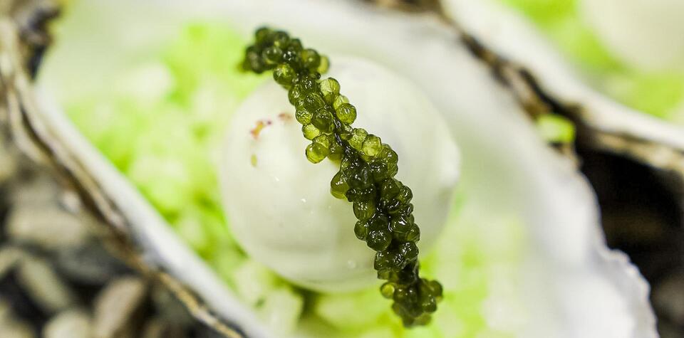 Oysters elegantly arranged