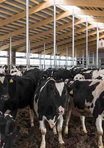 cows in the barn
